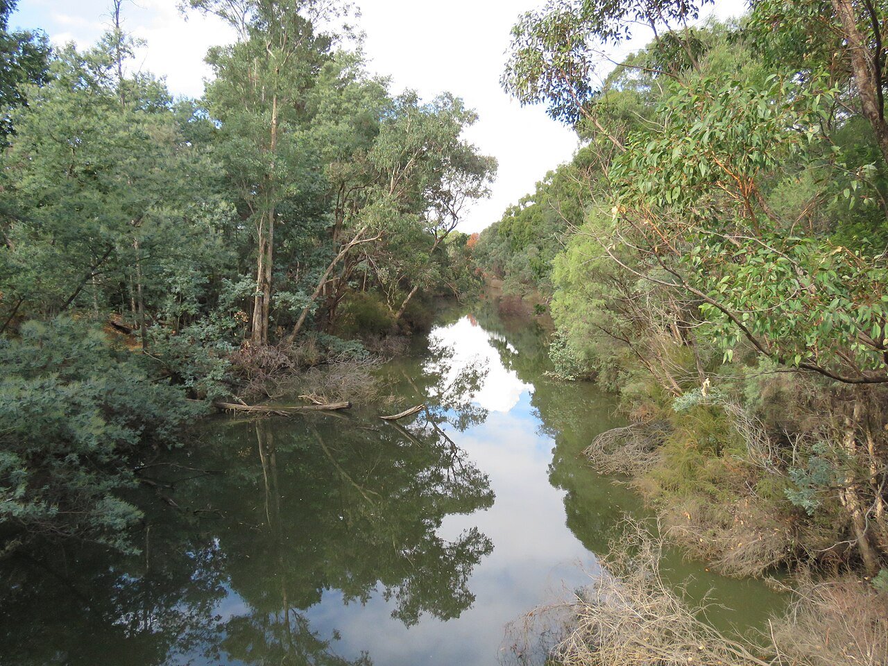 Collie on the Bibbulmun Track