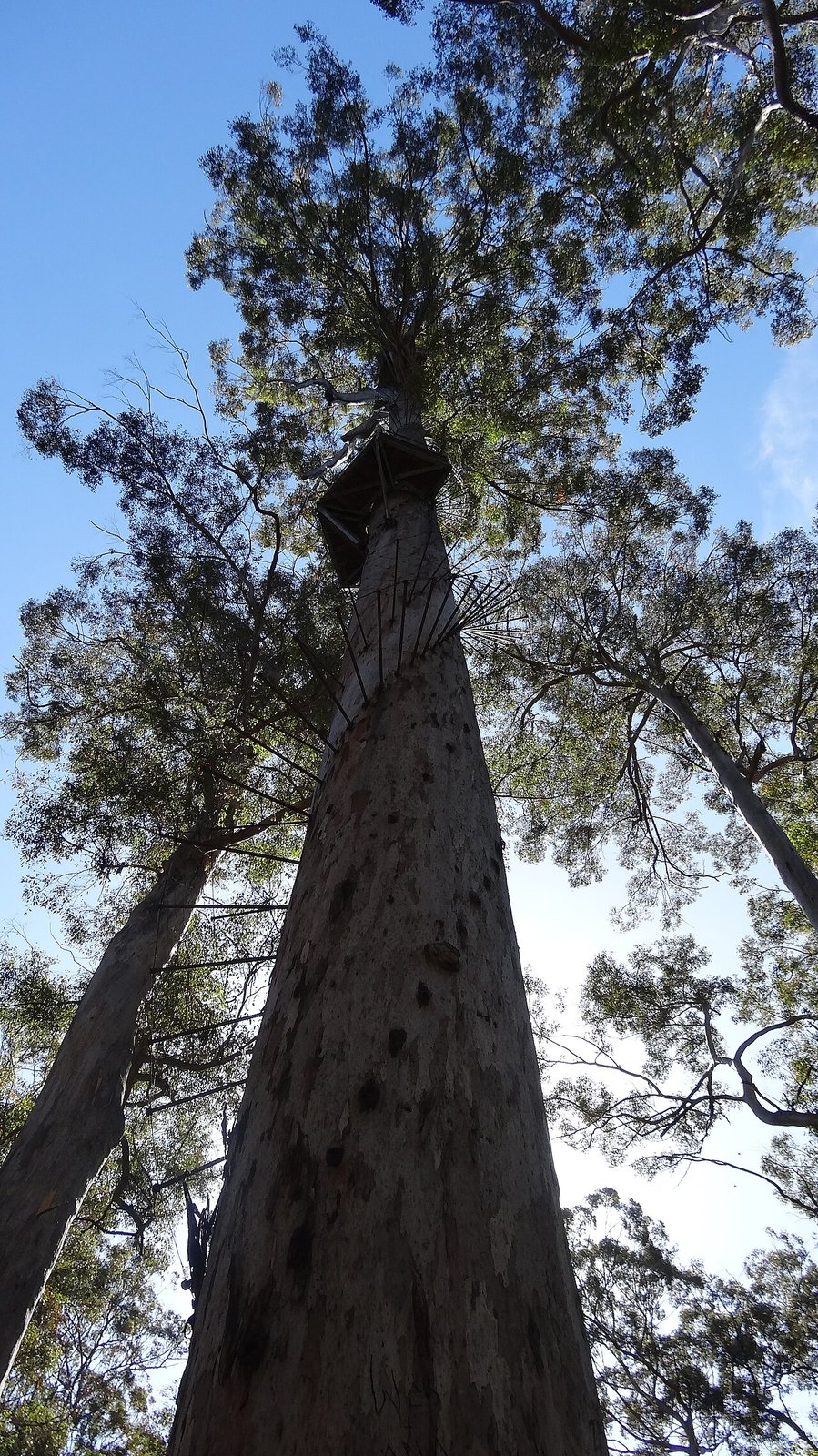 Pemberton on the Bibbulmun Track