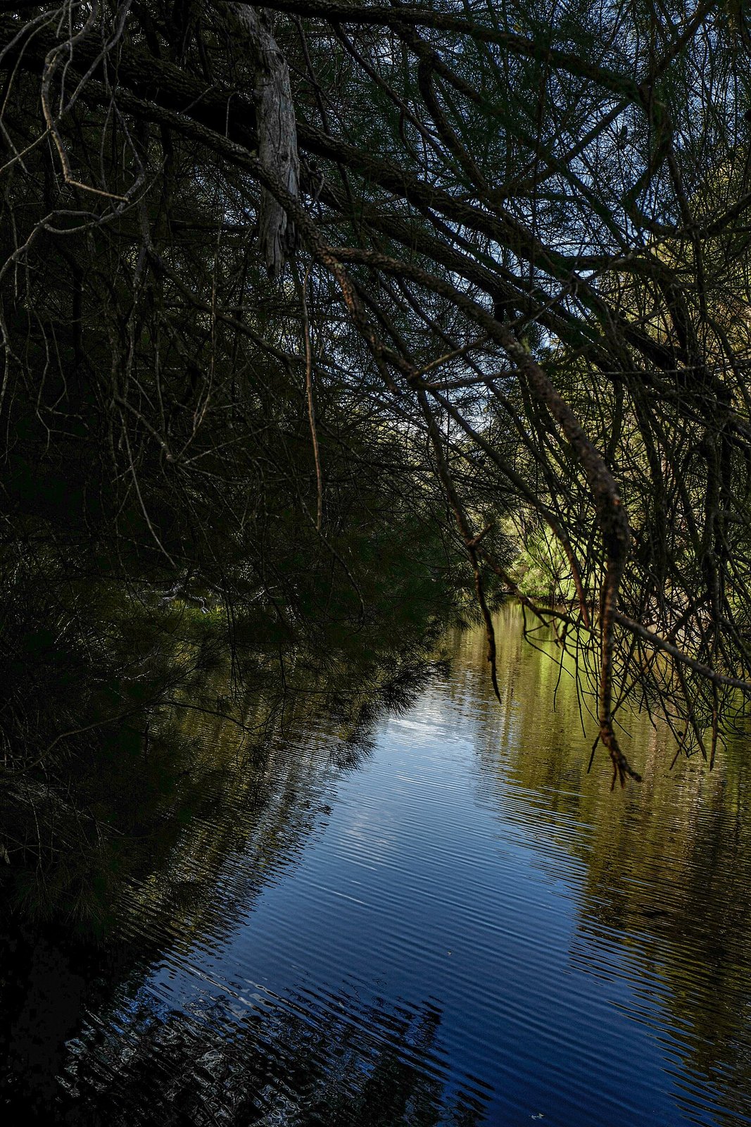 Frankland River Campsite on the Bibbulmun Track