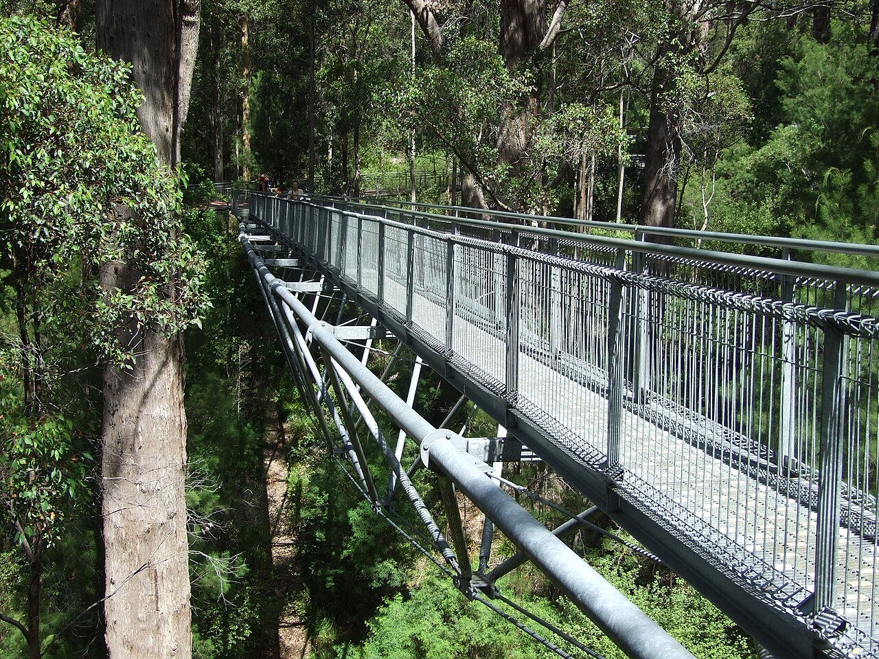 Valley of the Giants on the Bibbulmun Track