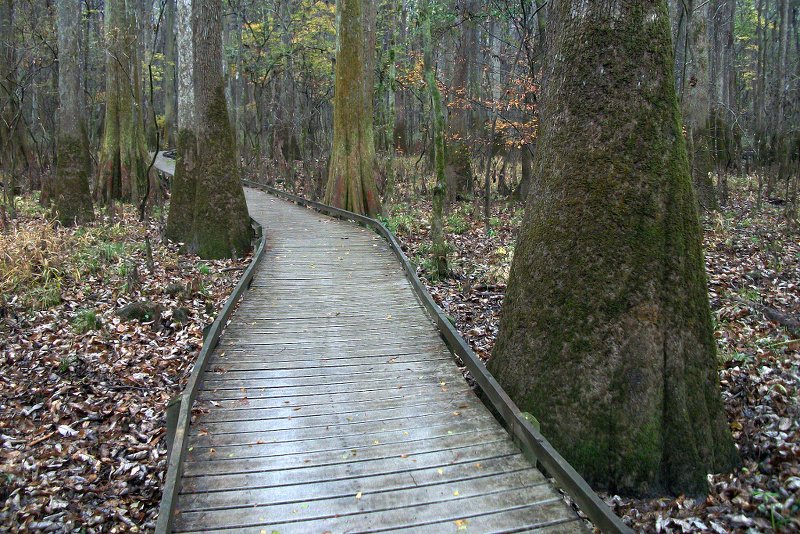 Swamp Oak Campsite on the Bibbulmun Track