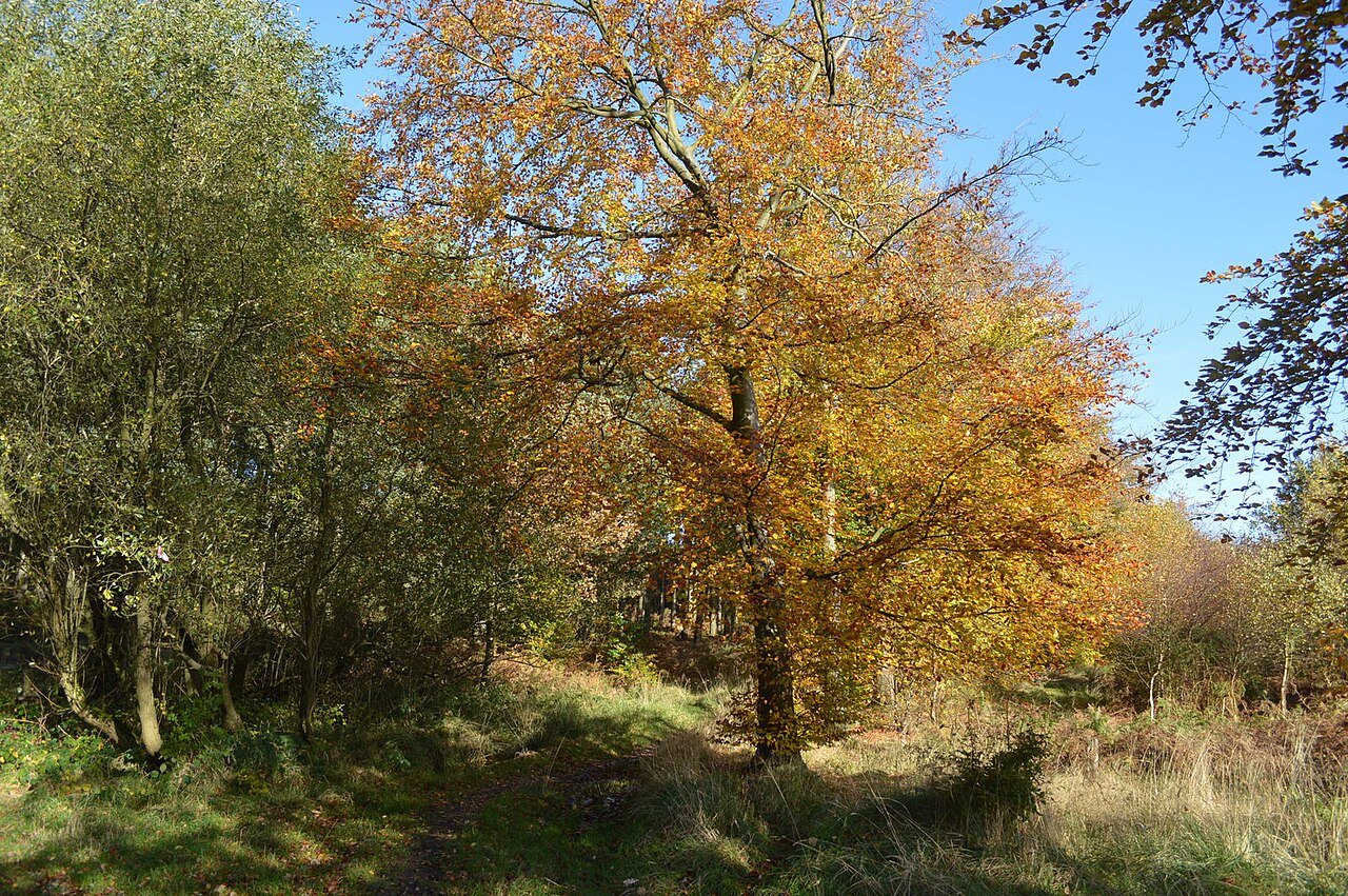 Cannock Chase on the Length of Britain