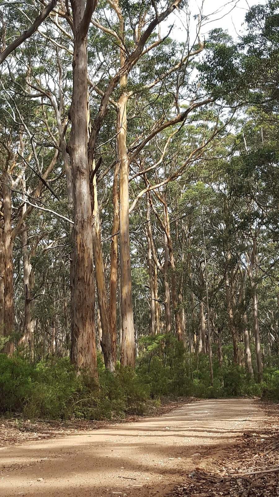 Boranup Karri Forest on the Cape to Cape Track