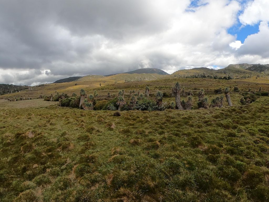 Ronny Creek on the Overland Track