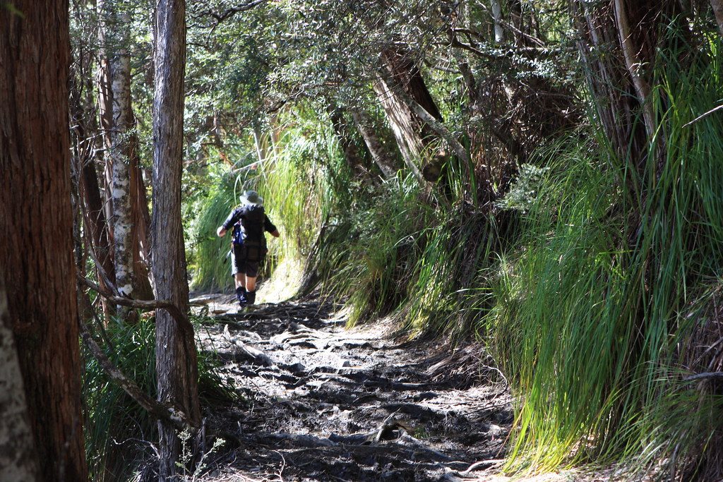 Frog Flats on the Overland Track