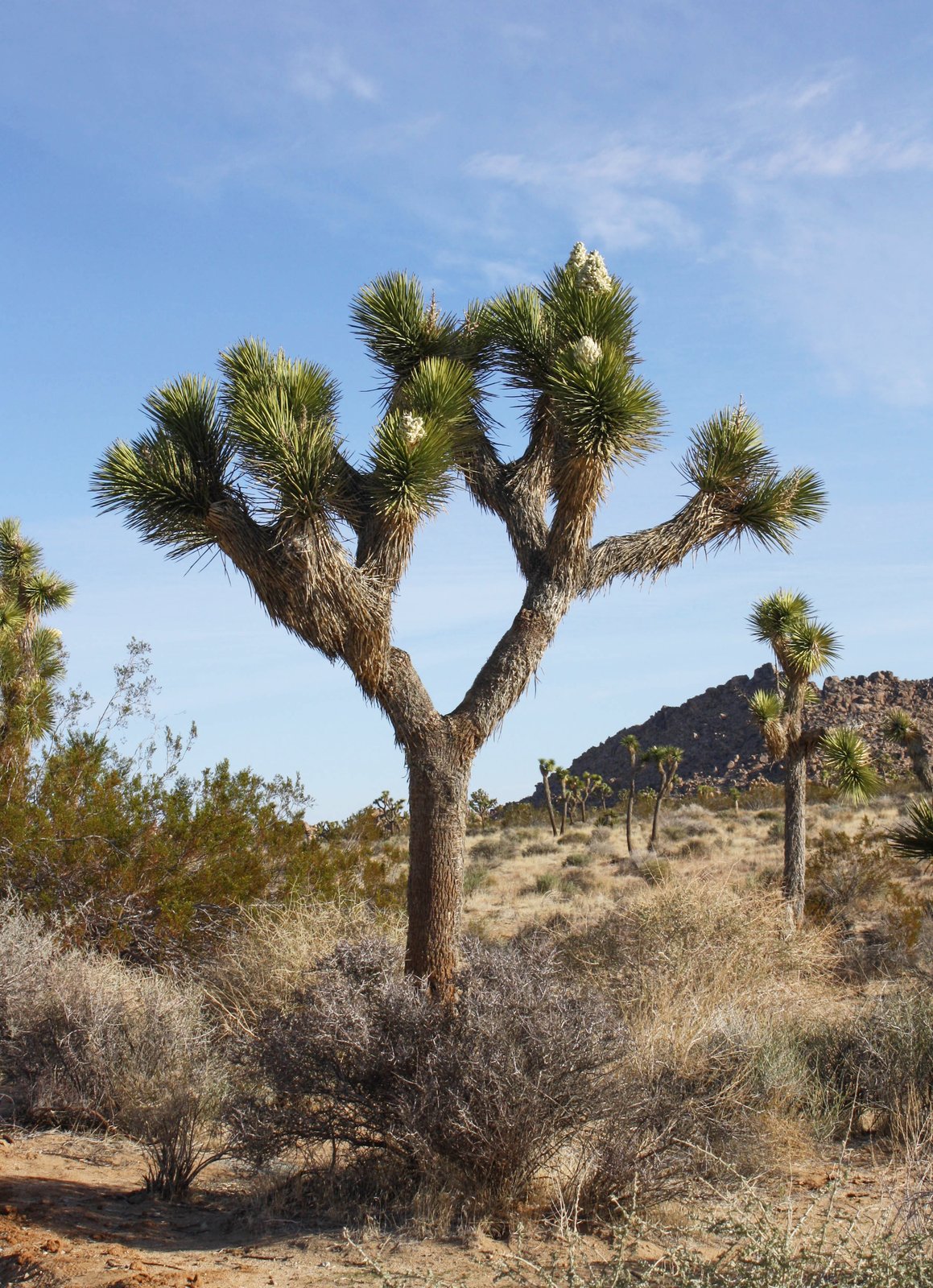 Joshua Tree Spring on the Pacific Crest Trail