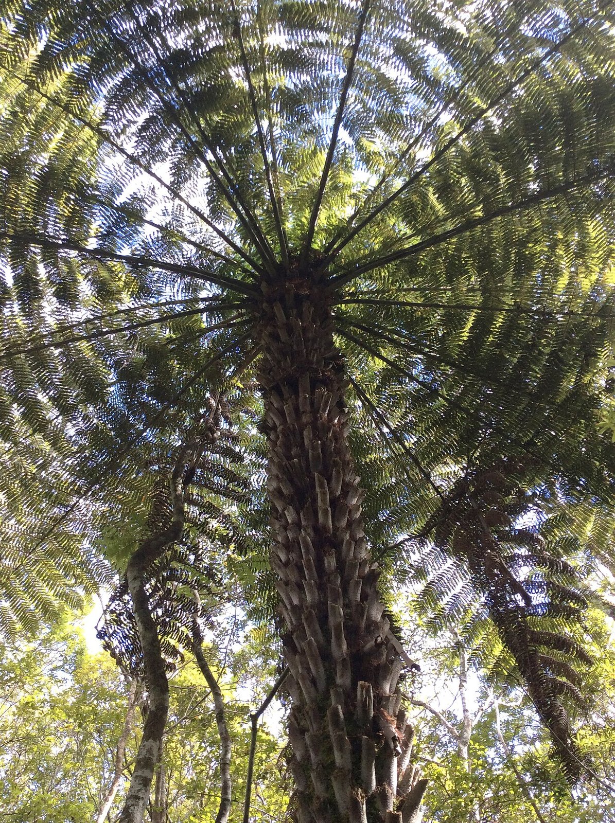 Puketi Forest on Te Araroa