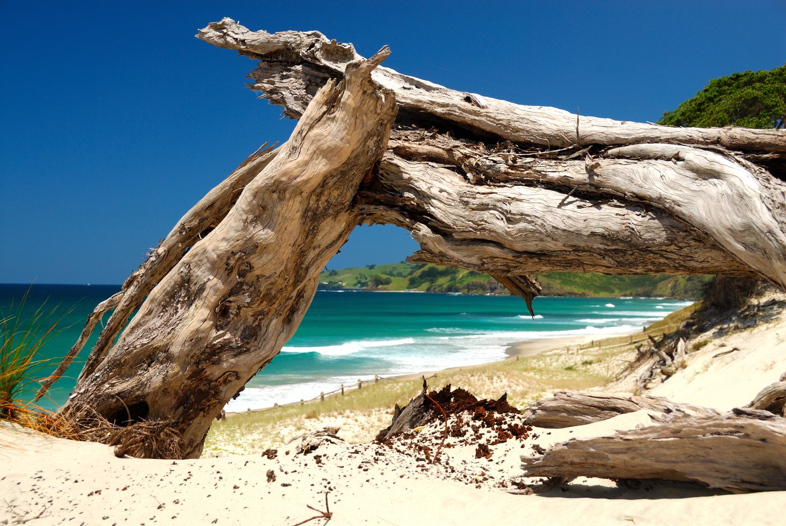 Pakiri Beach on Te Araroa