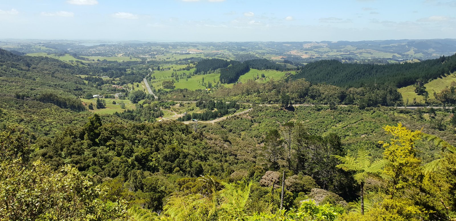 Dome Forest on Te Araroa