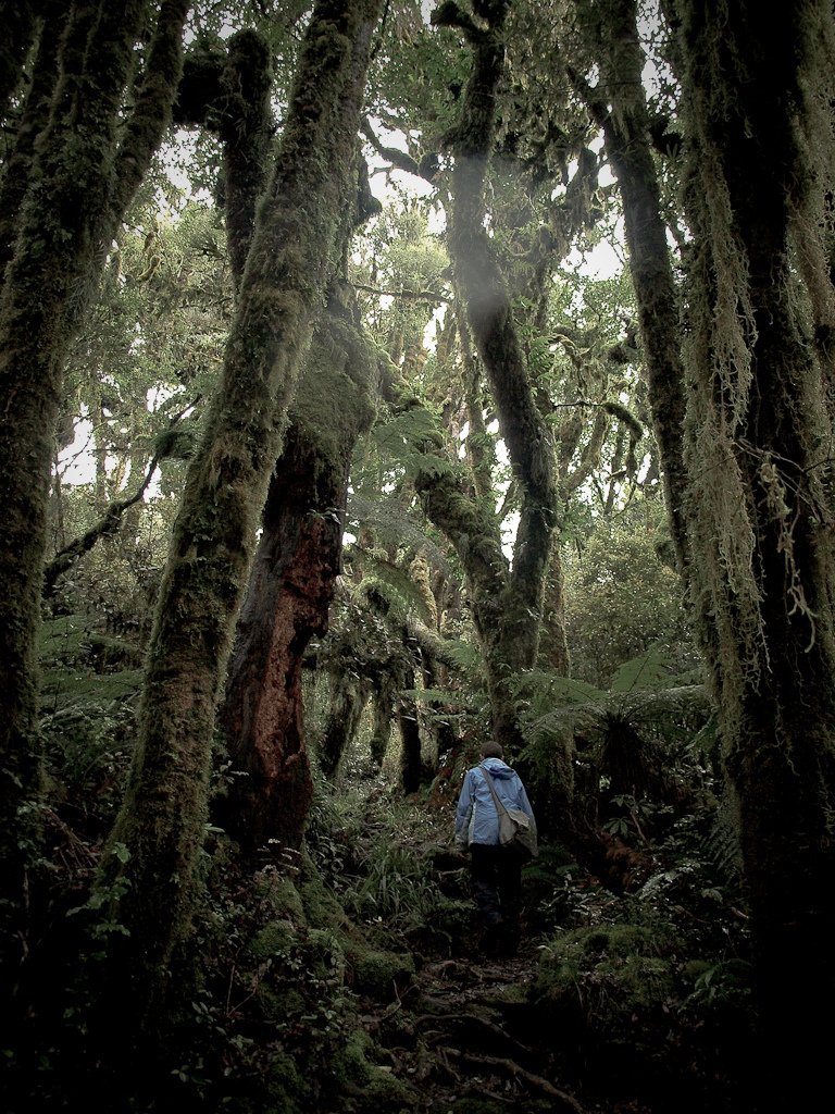 Pureora Forest on Te Araroa