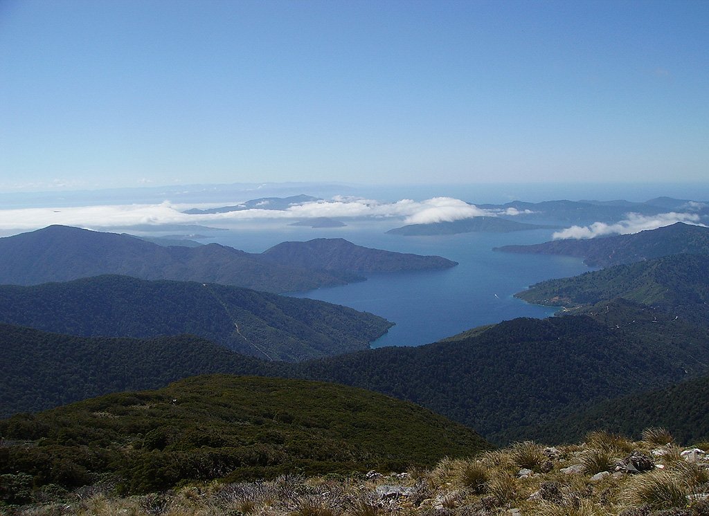 Queen Charlotte Track, Punga Cove on Te Araroa