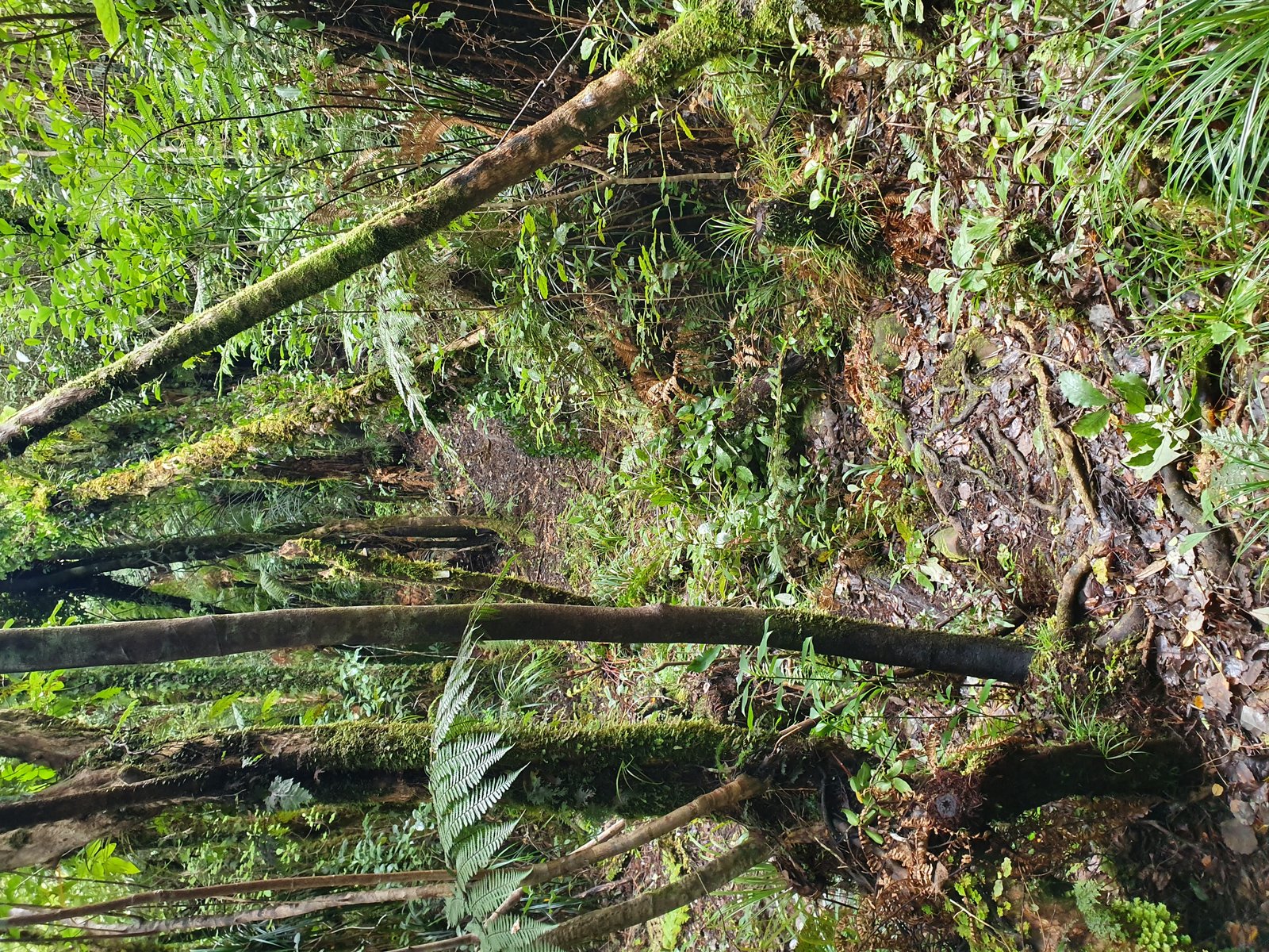 Raetea Forest Summit on Te Araroa